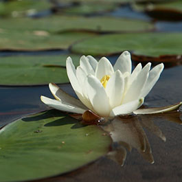 Learn more about Sexual Assault Nurse Examiner (SANE) Certificate Program to be Offered at Kent State College of Nursing - photo of a flower